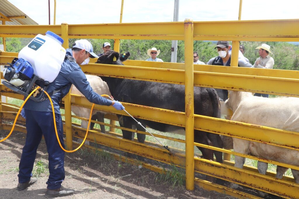 Totatiche alberga el primer corral de detección del Gusano Barrenador  en México