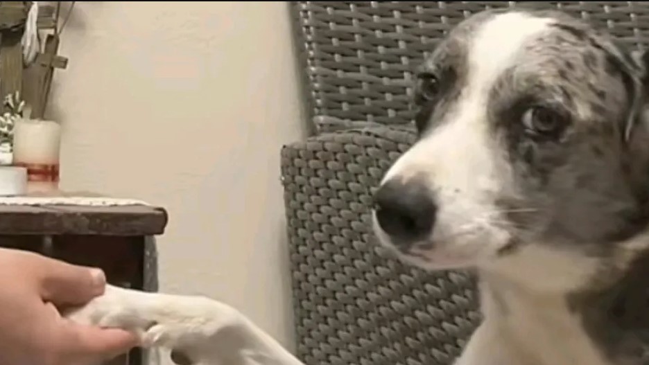 Bruno, el perrito que se sienta a rezar con su dueña
