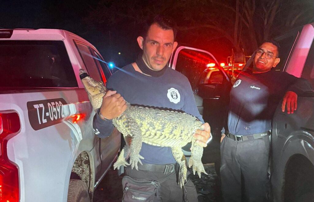 Aseguran cocodrilo en Tlajomulco