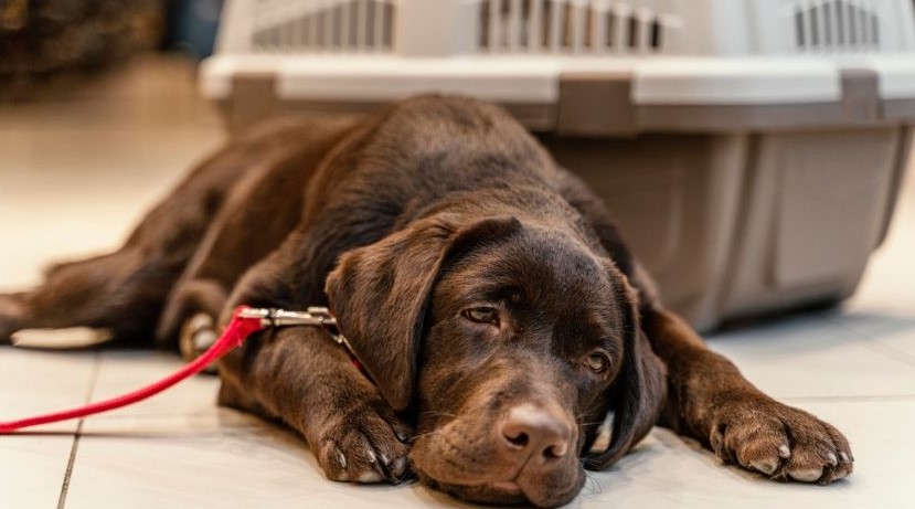 Indignación social por brutal ataque a perro en Culiacán
