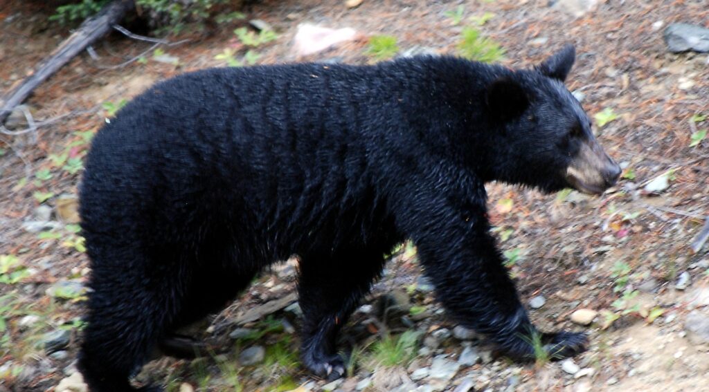 Ataque de oso deja a una mujer hospitalizada en Japón