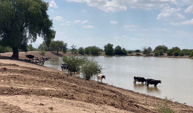 Bordos de abrevadero están a un 60 por ciento de capacidad; esperan mejore con las lluvias