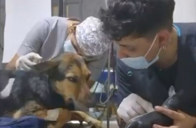 VIDEO: “Como todo paciente, merece saberlo”: Veterinario conmueve al explicarle a un perrito cómo será su operación
