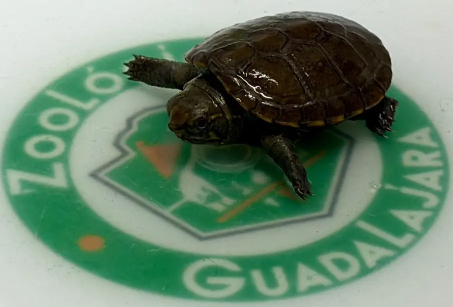 Nace Tortuga Casquito de Vallarta en el Zoológico de Guadalajara