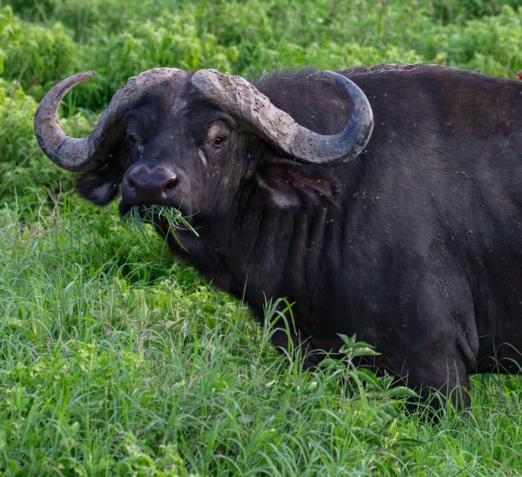 Karma salvaje: millonario muere corneado por búfalo mientras intentaba cazarlo en safari de lujo