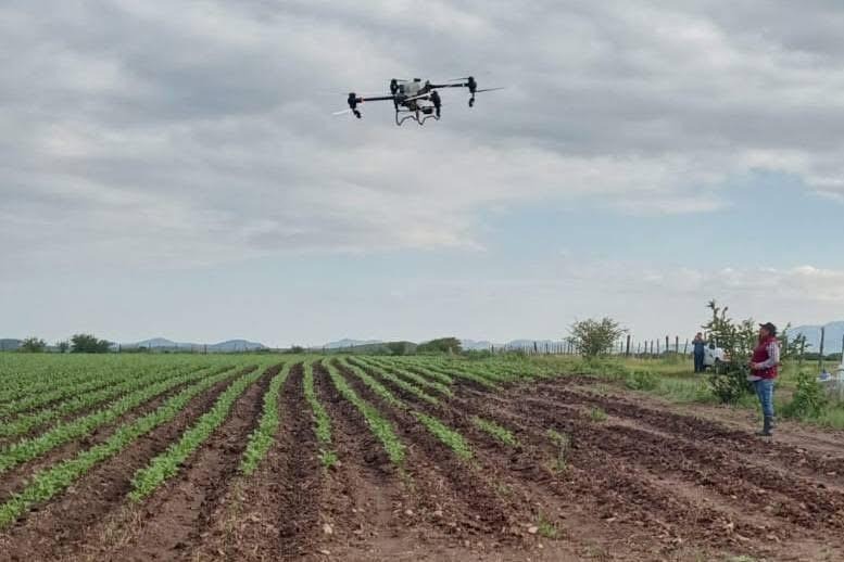 Usan drones para combatir plaga de chapulín en Santiago Papasquiaro