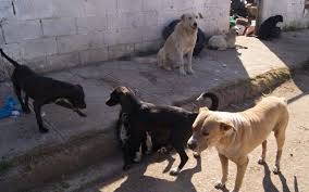 Perros agresivos siguen siendo riesgo en colonias