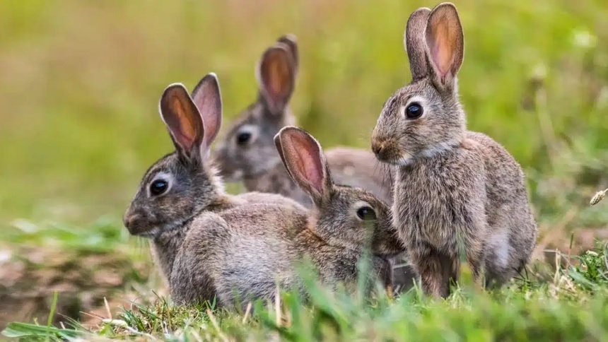 Conejitos con “tentáculos”: extraño virus preocupa a autoridades