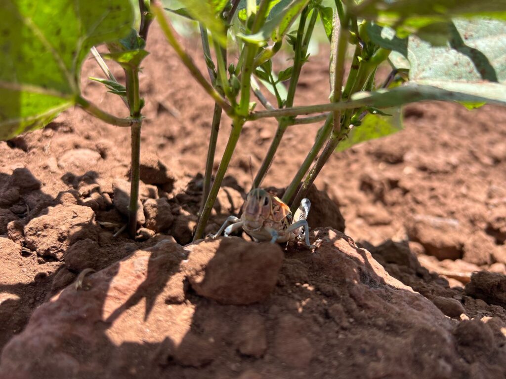 Preocupa a productores plaga de chapulines en Francisco Javier Mina