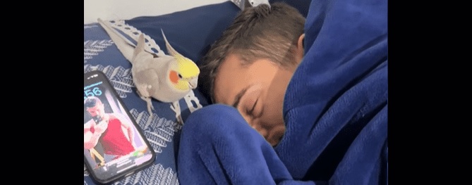 VIDEO- El loro que confundió a todos: imita alarma de celular y arrasa