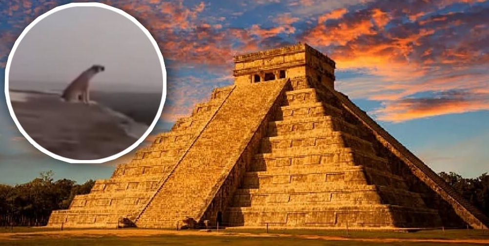 VIDEO: “El guardián de Kukulkán”: perro sube a la pirámide de Chichén Itzá y su aullido impacta a turistas