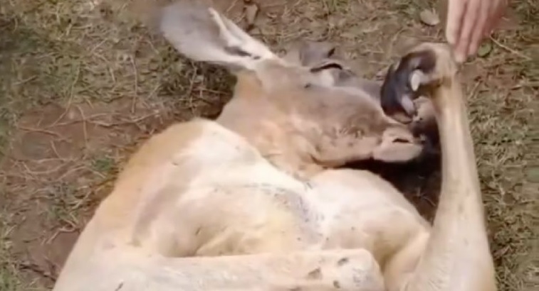 VIDEO: Canguro finge un desmayo para conseguir comida