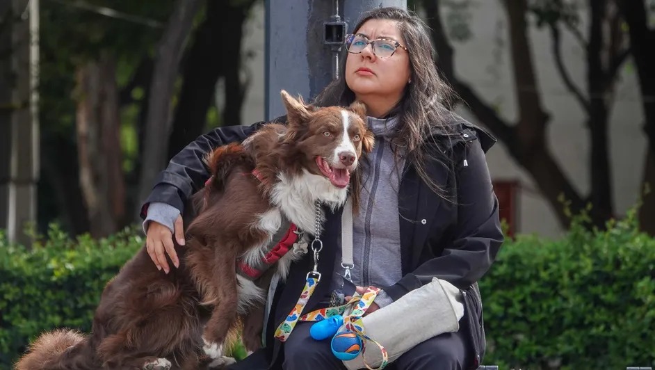 Aprueban custodia compartida de mascotas en caso de divorcio en CDMX
