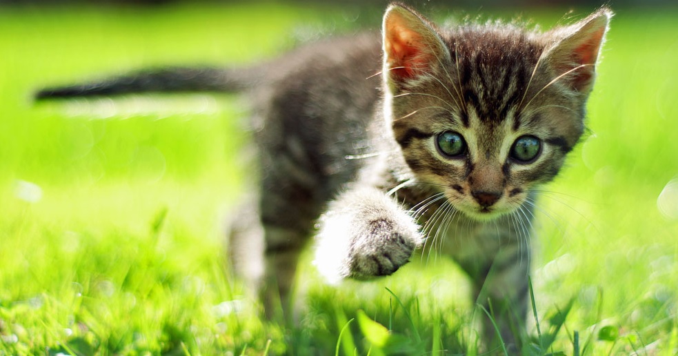 Día Internacional del Gato: ¿por qué celebramos a estos felinos tres veces al año?