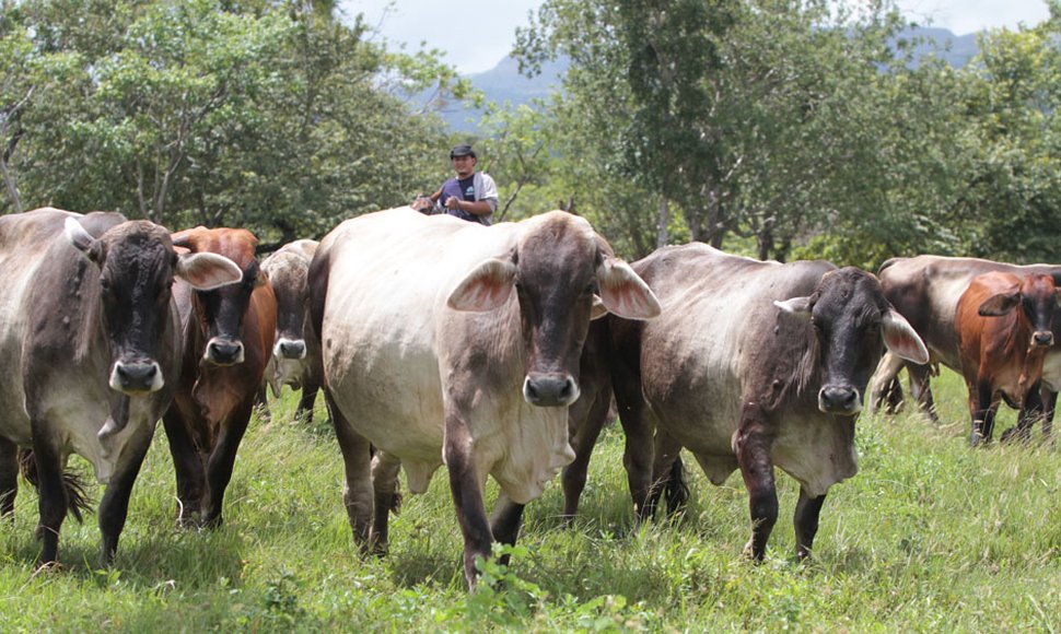 Por aranceles de EE.UU., carne de Nicaragua podría inundar México