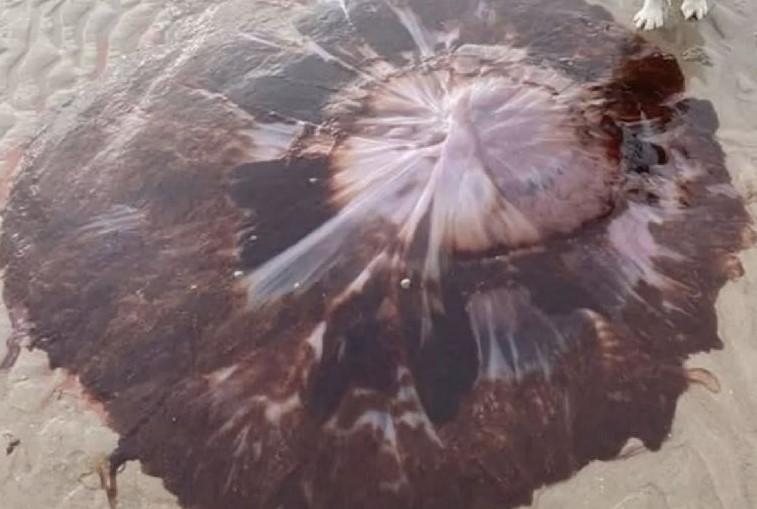 Descubren una gigante medusa en Escocia
