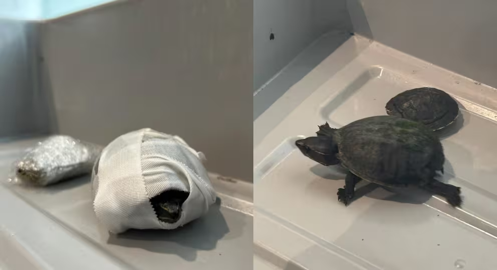 Capturan a hombre por contrabando de 850 tortugas envueltas en calcetines