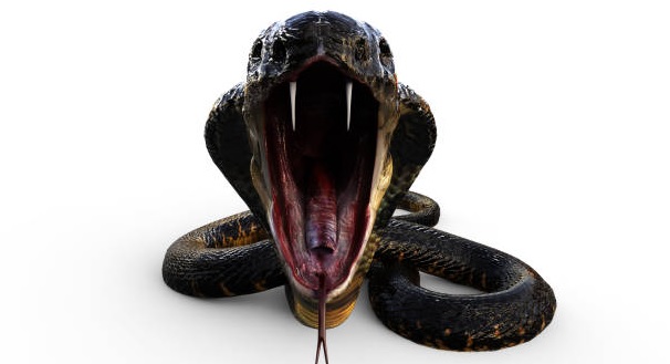Bebé vence a una cobra mortal con una mordida y sobrevive de forma milagrosa