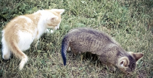 Dos adolescentes reciben prisión por torturar hasta la muerte a dos gatos en un acto de crueldad extrema