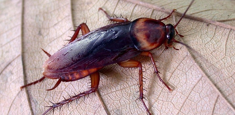 Creyó tener una cucaracha gigante en los pulmones y viajó al extranjero: la verdad dejó a todos sin palabras