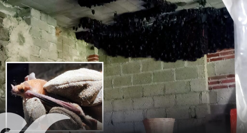 Descubren 2,000 murciélagos viviendo en una casa
