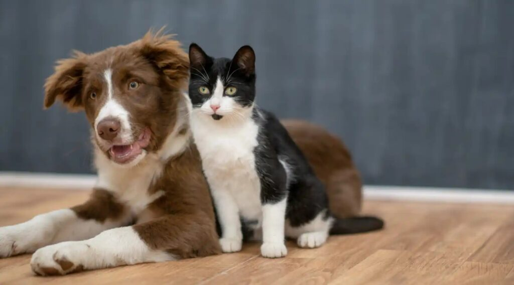 Habrá campaña de esterilización para perros y gatos en Vicente Guerrero