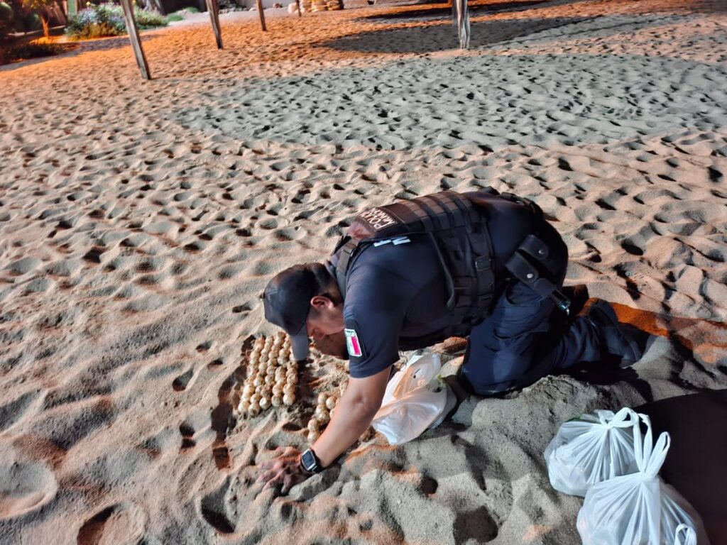 Patrulla Verde recolecta más de 15 nidos de tortuga en Puerto Vallarta