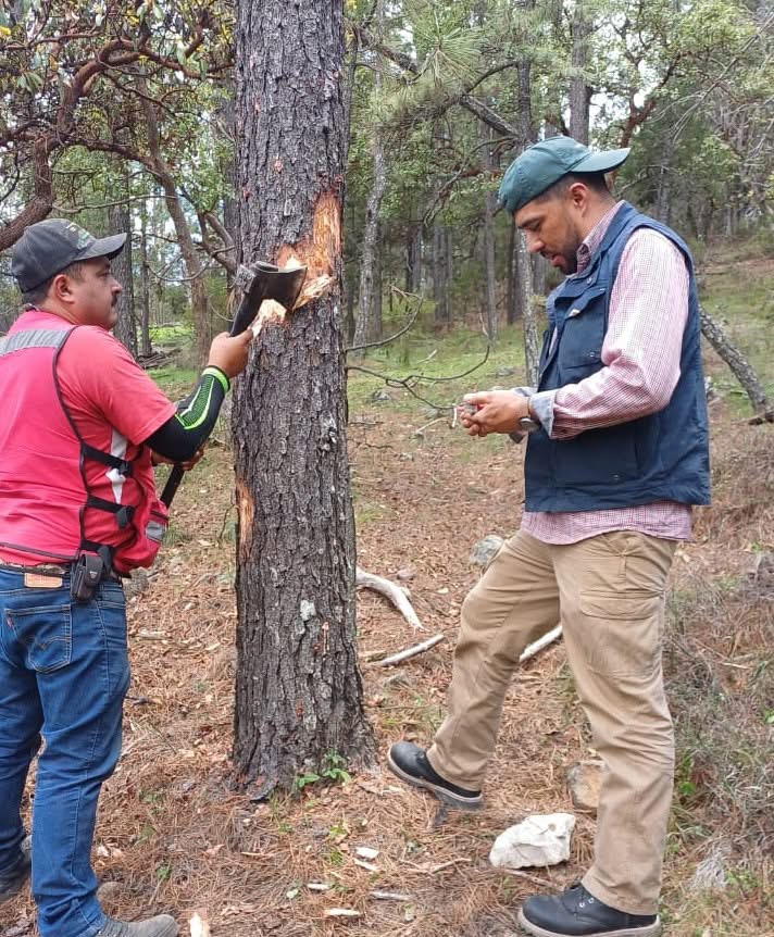 Conafor evalúa plaga forestal en San Dimas, Durango, y prepara saneamiento