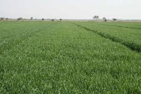 Avena Turquesa: La solución para los agricultores en Durango ante la sequía