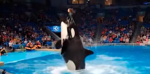 VIDEO: El vídeo de la orca que «mata» a su entrenadora ¿es falso?