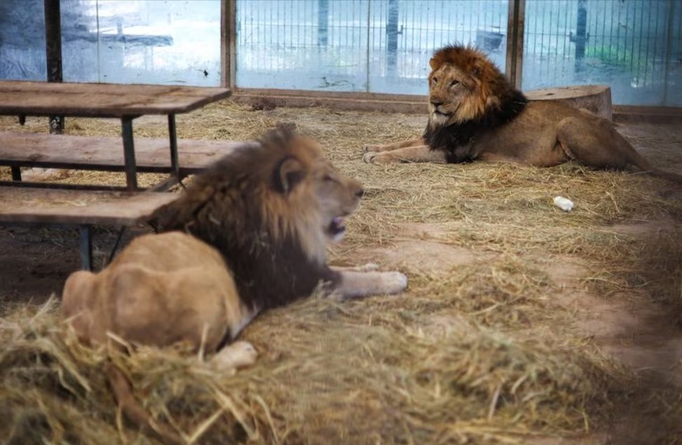 Zoológico danés pide donaciones de mascotas vivas para alimentar a sus animales carnívoros