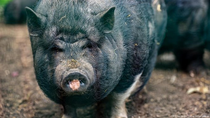 Cerdos con carne azul generan alarma ambiental y sanitaria