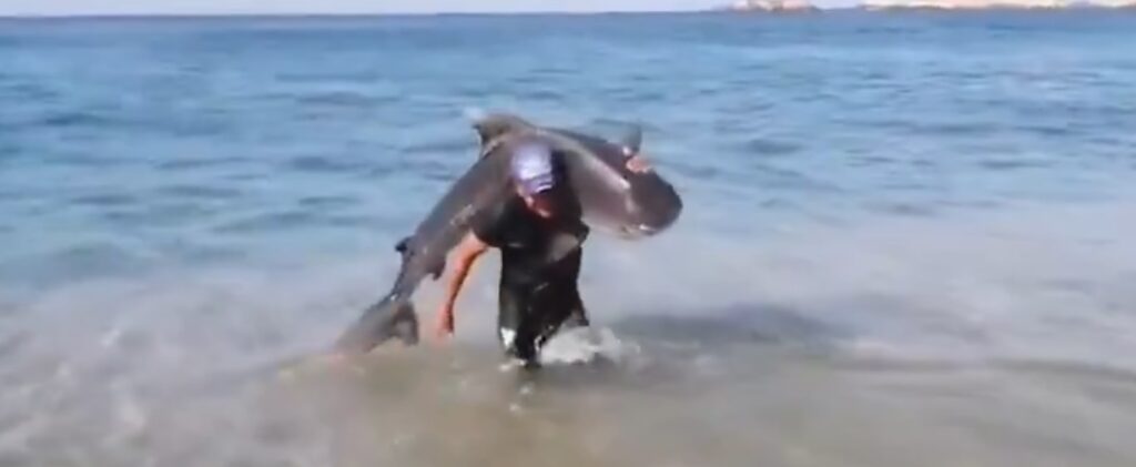 VIDEO: Hombre captura a tiburón con sus manos en playa de Michoacán y desata furor