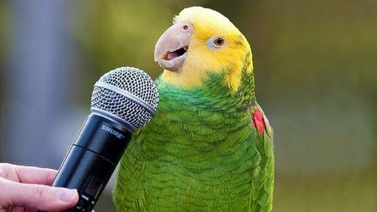 VIDEO: Aguacatito, el loro que canta a Selena y Los Tigres del Norte, roba corazones