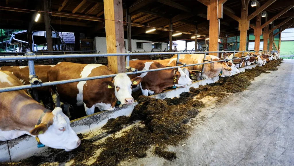 Sader promueve ganadería bovina sustentable en México