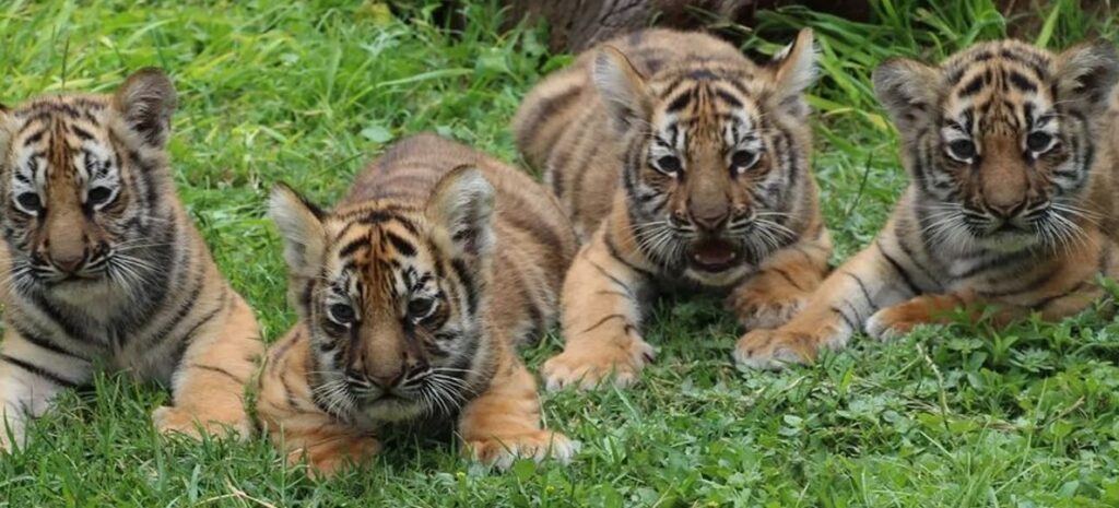 Zoológico sacrifica cachorros de tigre siberiano tras abandono de la madre