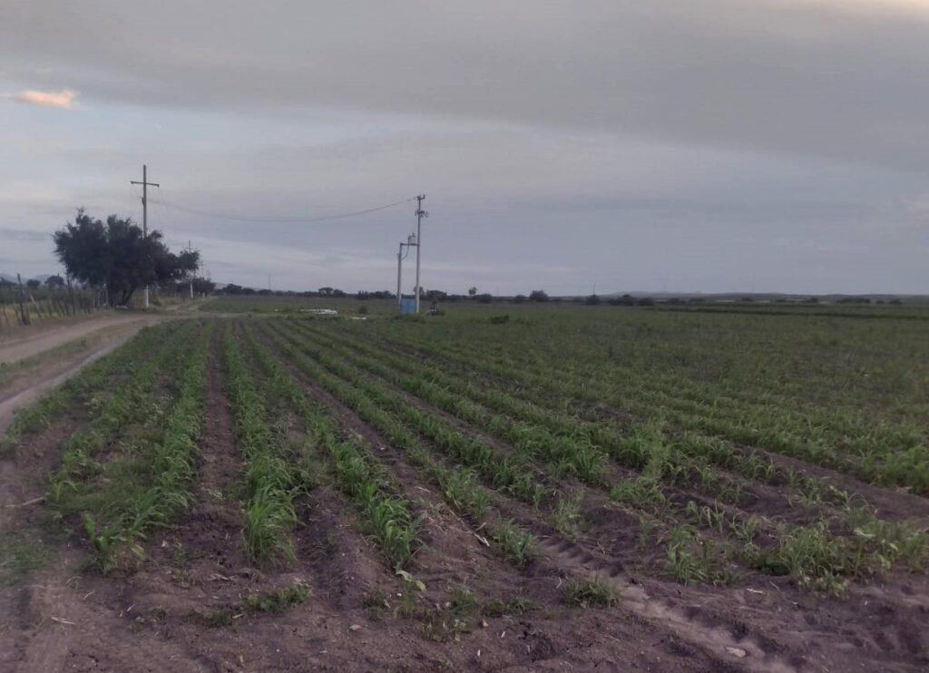 SAGDR exige a CFE frenar apagones que ponen en riesgo cultivos en Durango