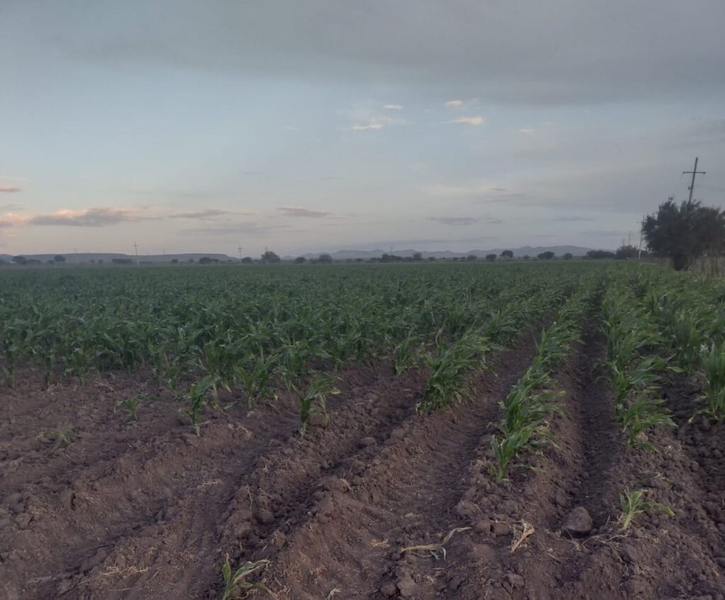 Apagones de CFE ponen en riesgo cultivos de maíz