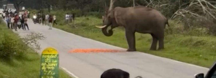 VIDEO: Elefante enfurecido embiste a turista imprudente