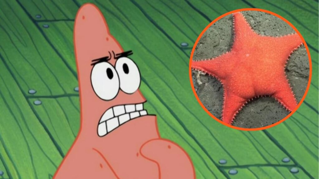 ¡Patricio perdió los pantalones! Encuentran estrella de mar con trasero e internet enloquece