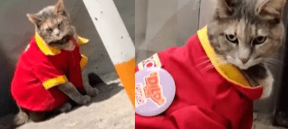 VIDEO: “La michi del Oxxo”: La historia de Minina, la gatita que se ganó un uniforme y el corazón de todos