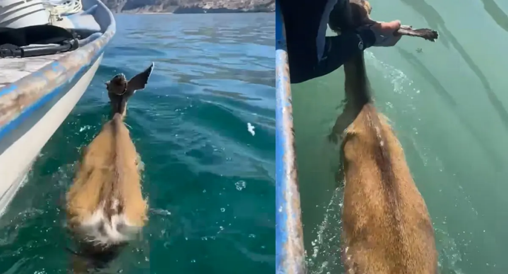 VIDEO: Pescadores rescatan a venado en el Mar de Cortés