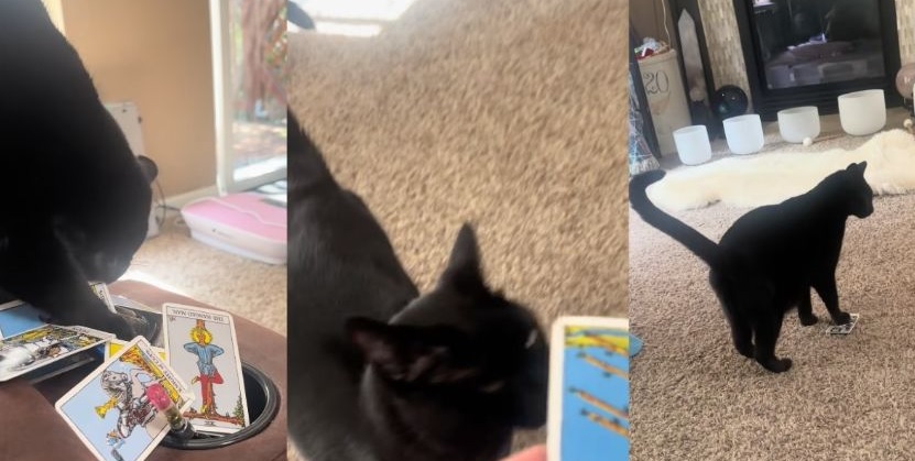 VIDEO: Gato tarotista sorprende a miles en redes
