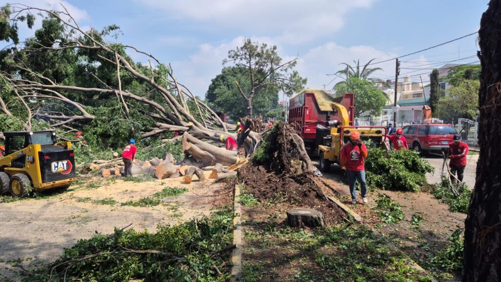 Lluvias provocan caída de al menos 60 árboles en Zapopan