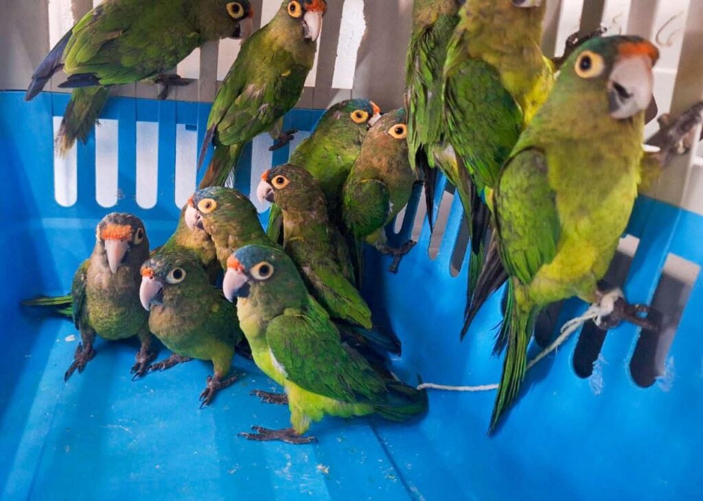 Rescatan aves en operativo contra tráfico ilegal en San Juan de Dios y Tonalá