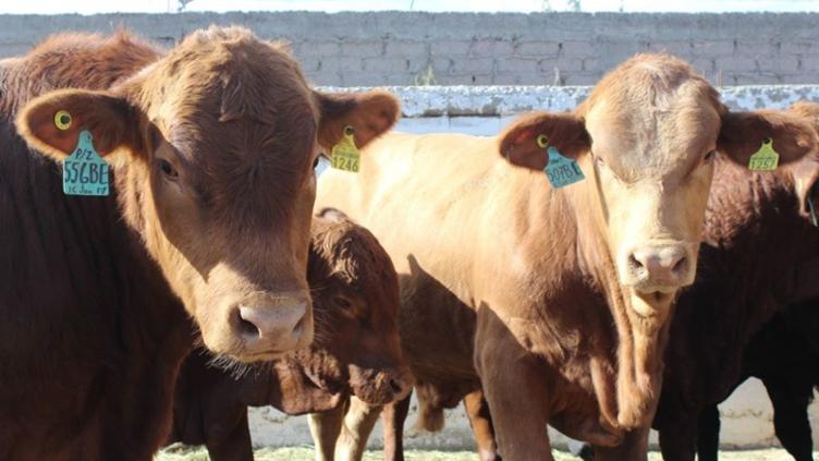 Limpia en el campo: Invierten Sader y Chihuahua casi $100 millones