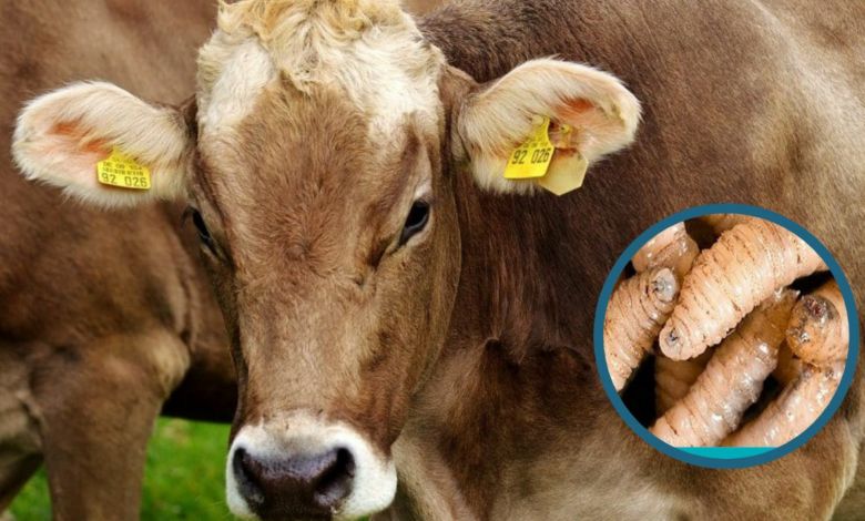 EU utilizará medicamentos de emergencia para combatir al gusano barrenador