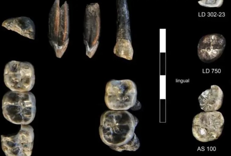 Encuentran en Etiopía dientes de un ancestro humano