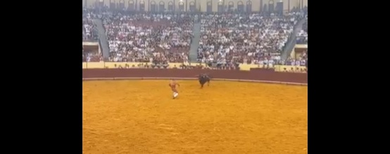 VIDEO: Mortal embestida: el toro lo levantó en el aire y todo terminó en tragedia