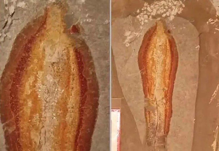 Aparece piedra con forma de la Virgen de Guadalupe en Chiapas